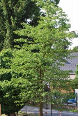 Gleditsia triacanthos - dřezovec trojtrnný - letní habitus (92)